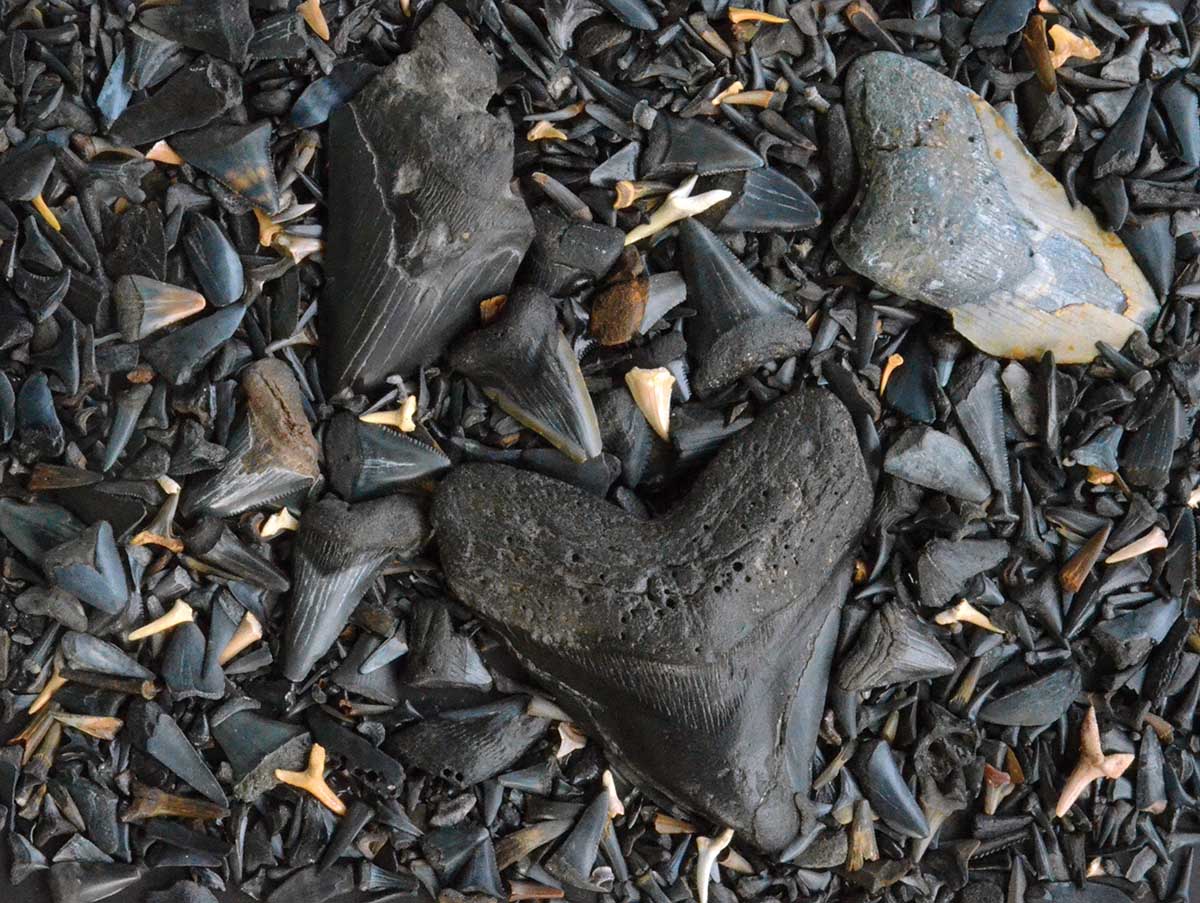 Fossilized Shark's Teeth Collage Jigsaw Puzzle