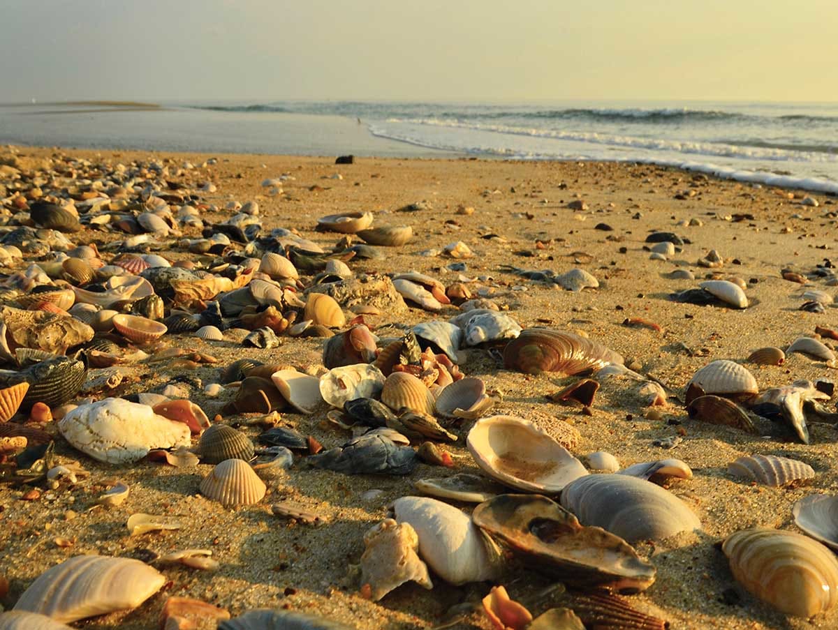 Low Tide Beach & Ocean