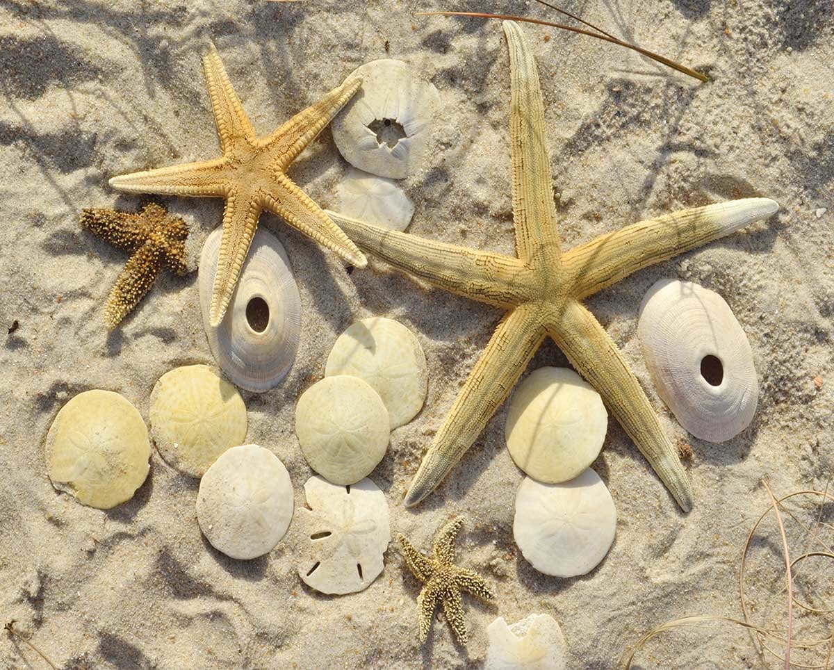 Sea Stars Beach & Ocean