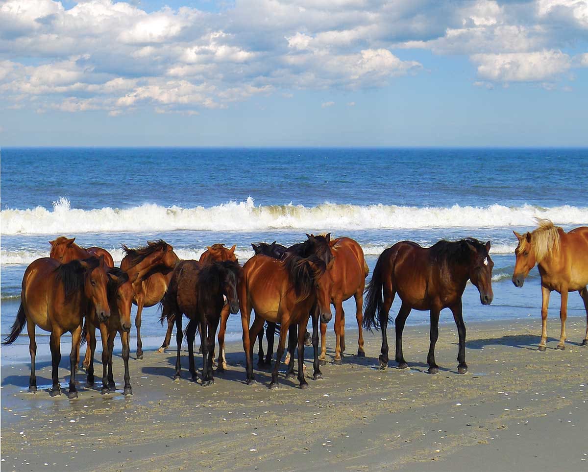 Beach Party Horse