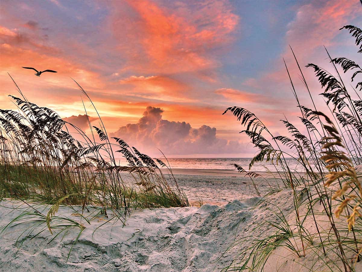 Dancing Sea Oats Beach & Ocean