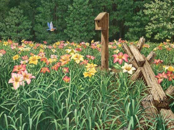 Daylily Days