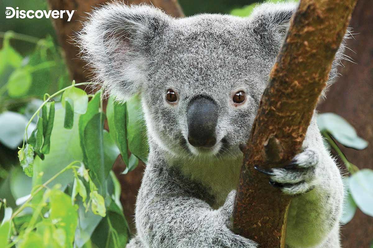 Koala - Discovery Animals
