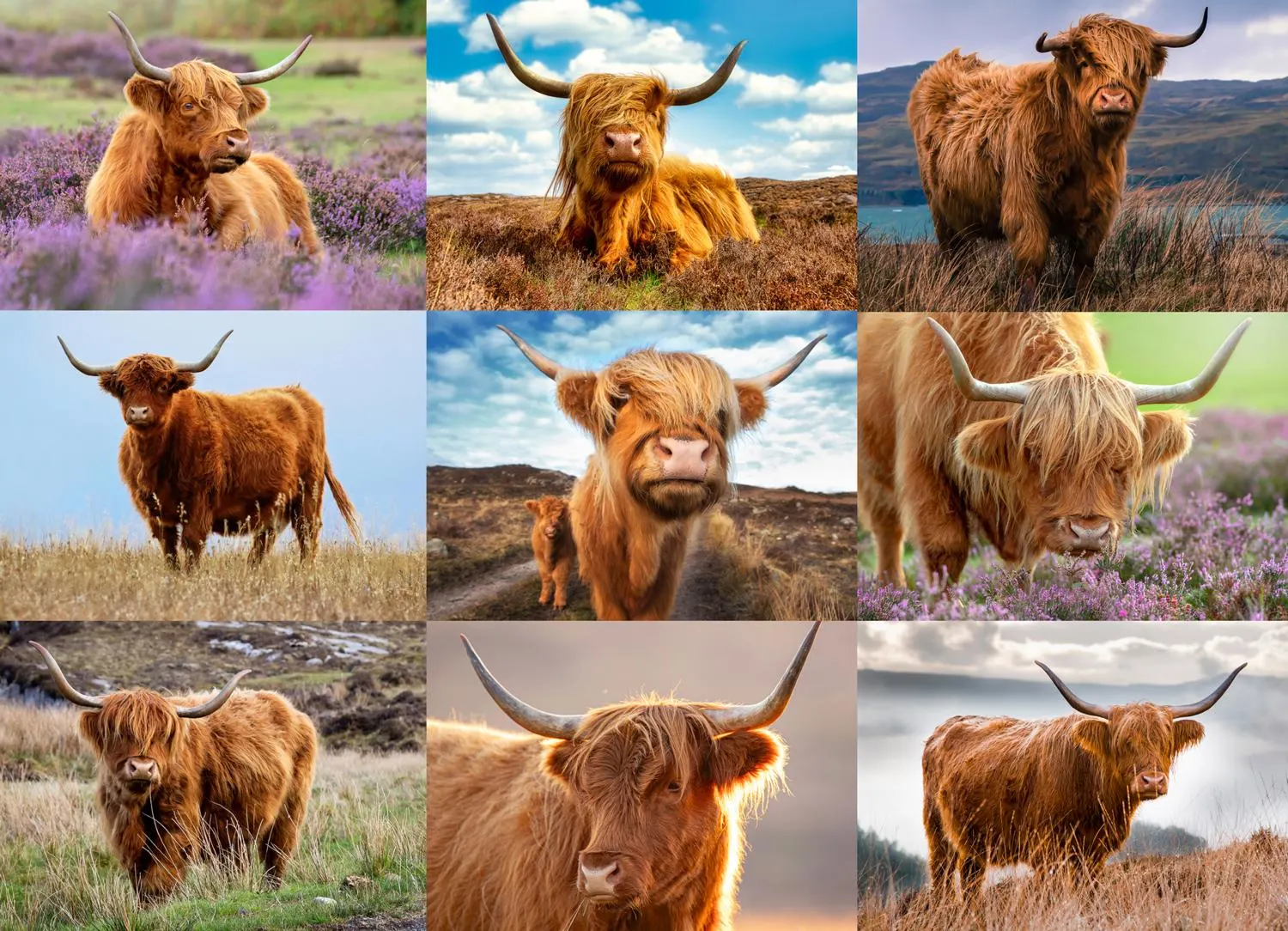 Highland Cows Animals