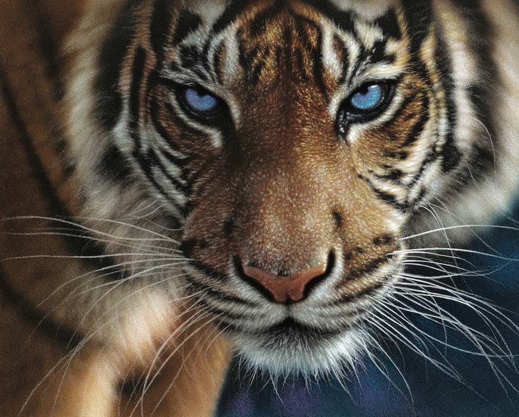 Blue Eyes Tiger&nbsp; Big Cats