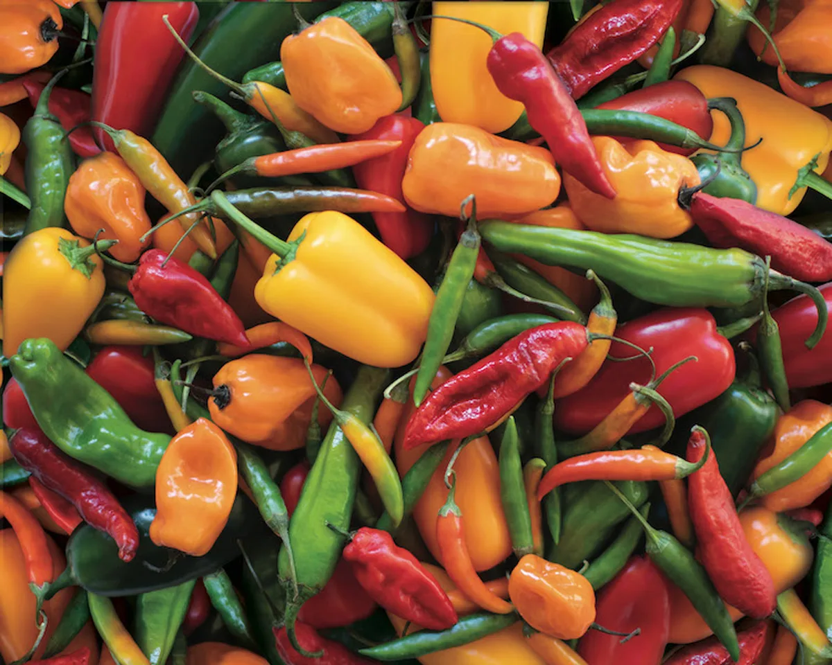 Peppers, Peppers, Peppers Fruit & Vegetable