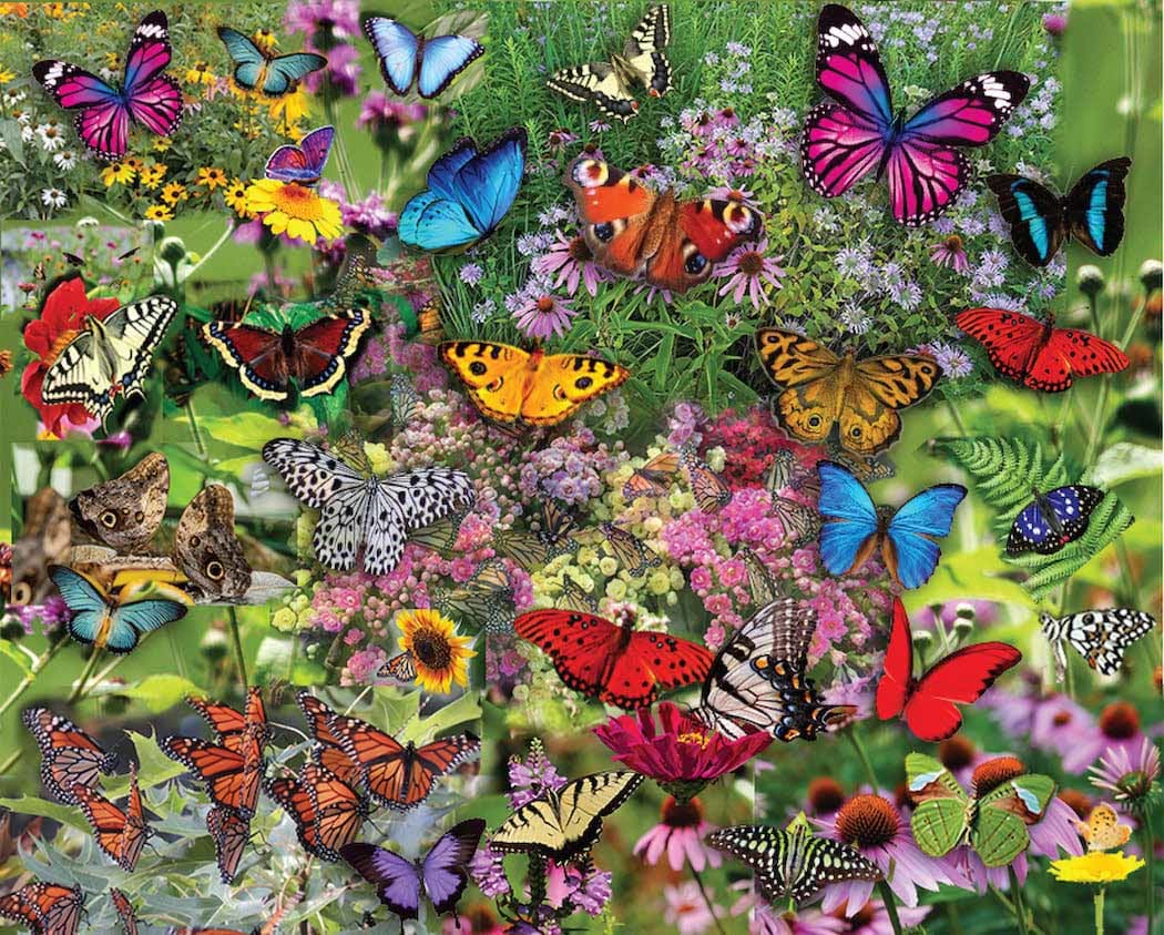 Butterflies, Butterflies, Butterflies Butterflies and Insects