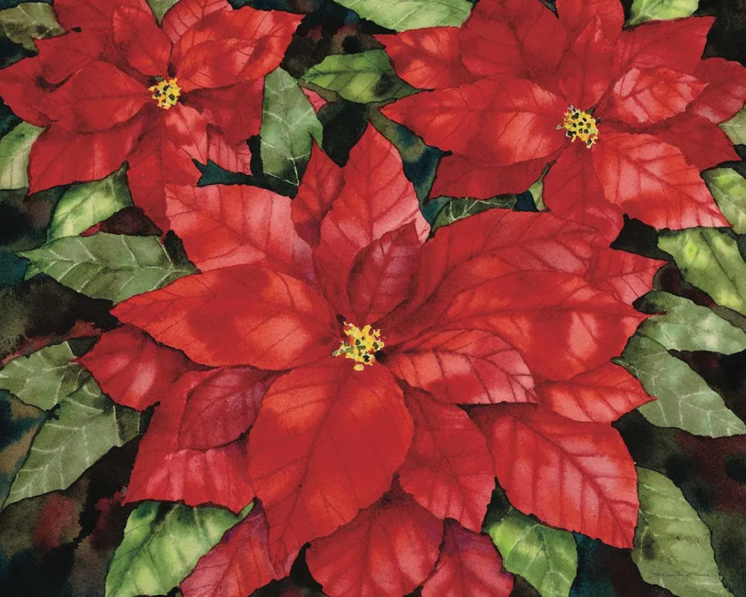 Poinsettia Fine Art