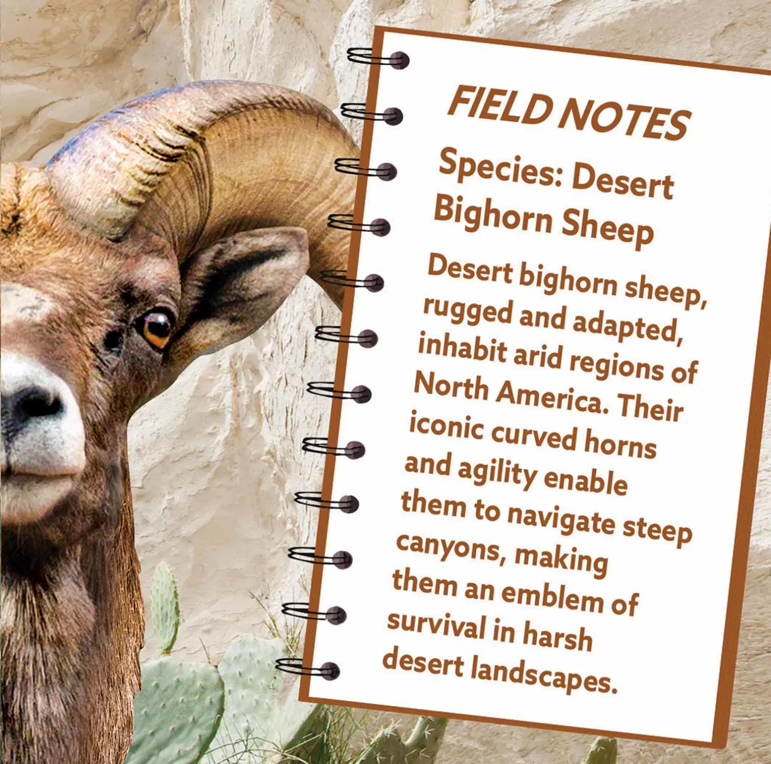 Desert Bighorn Sheep