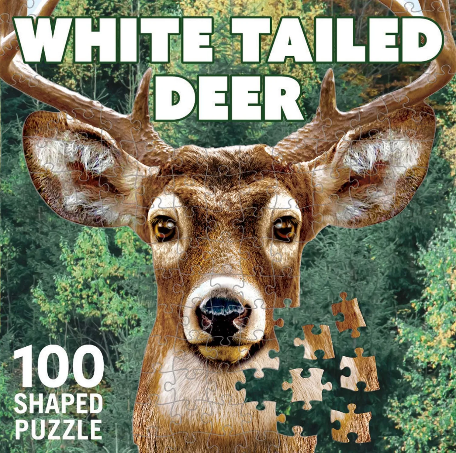 White Tail Deer