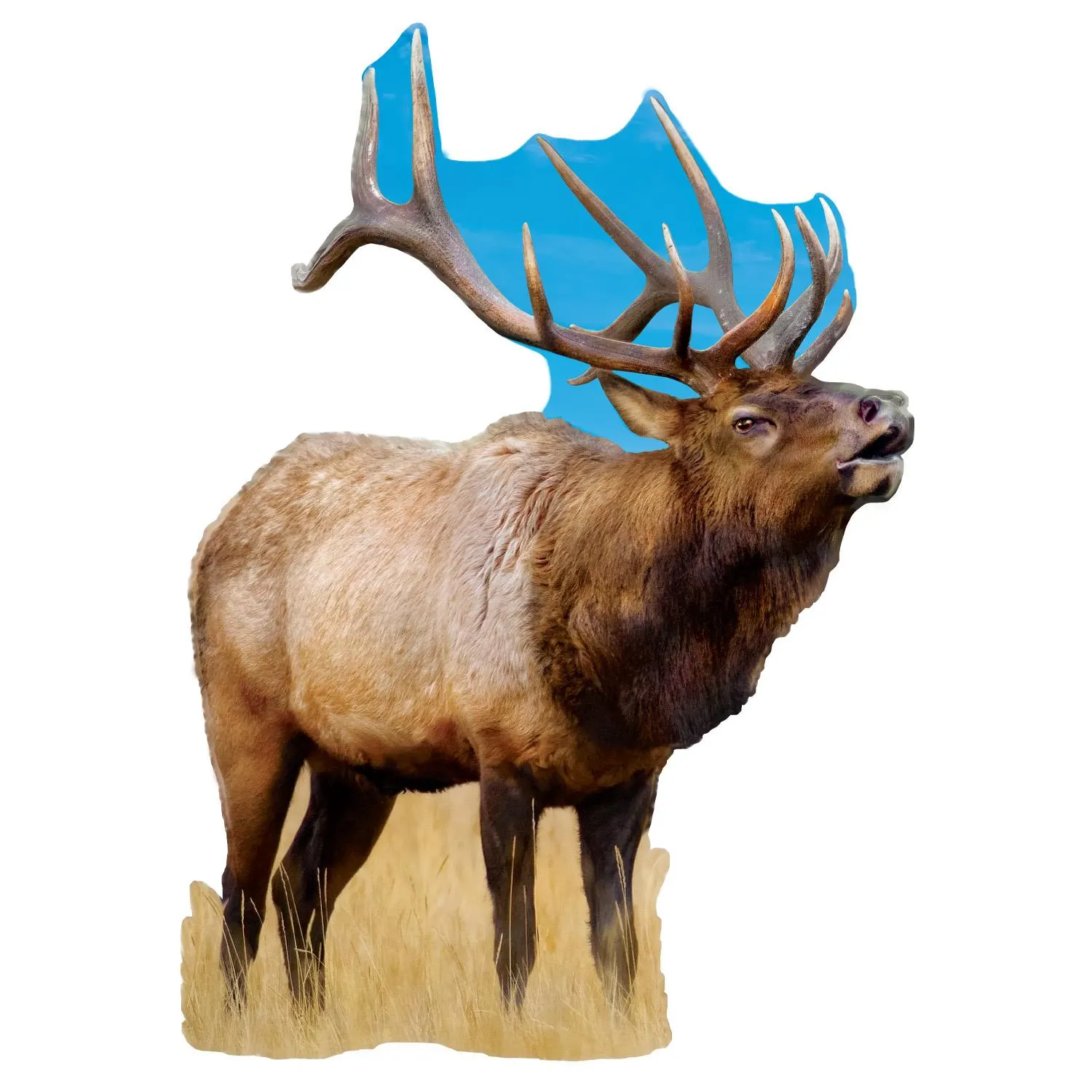 Elk
