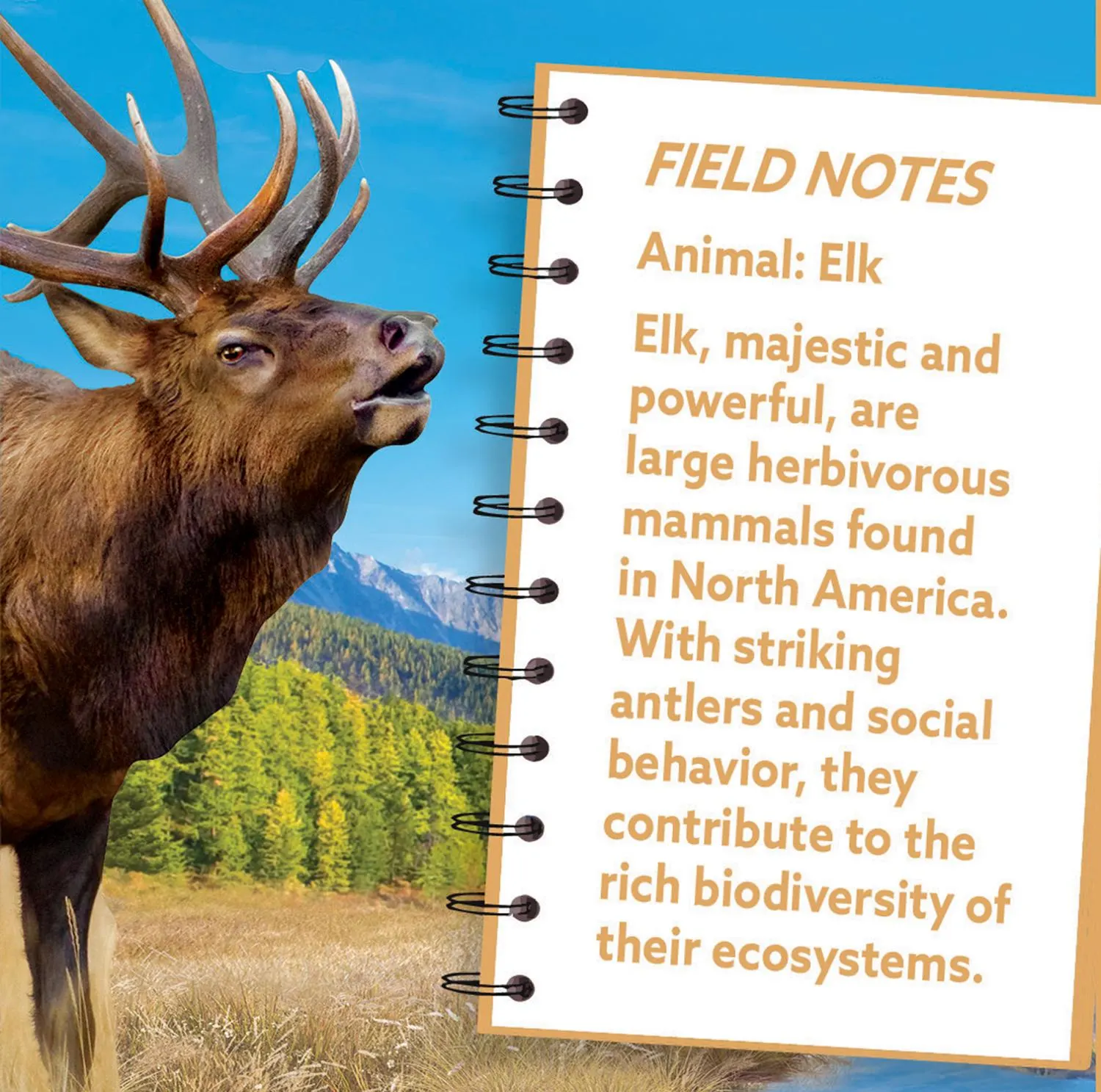 Elk