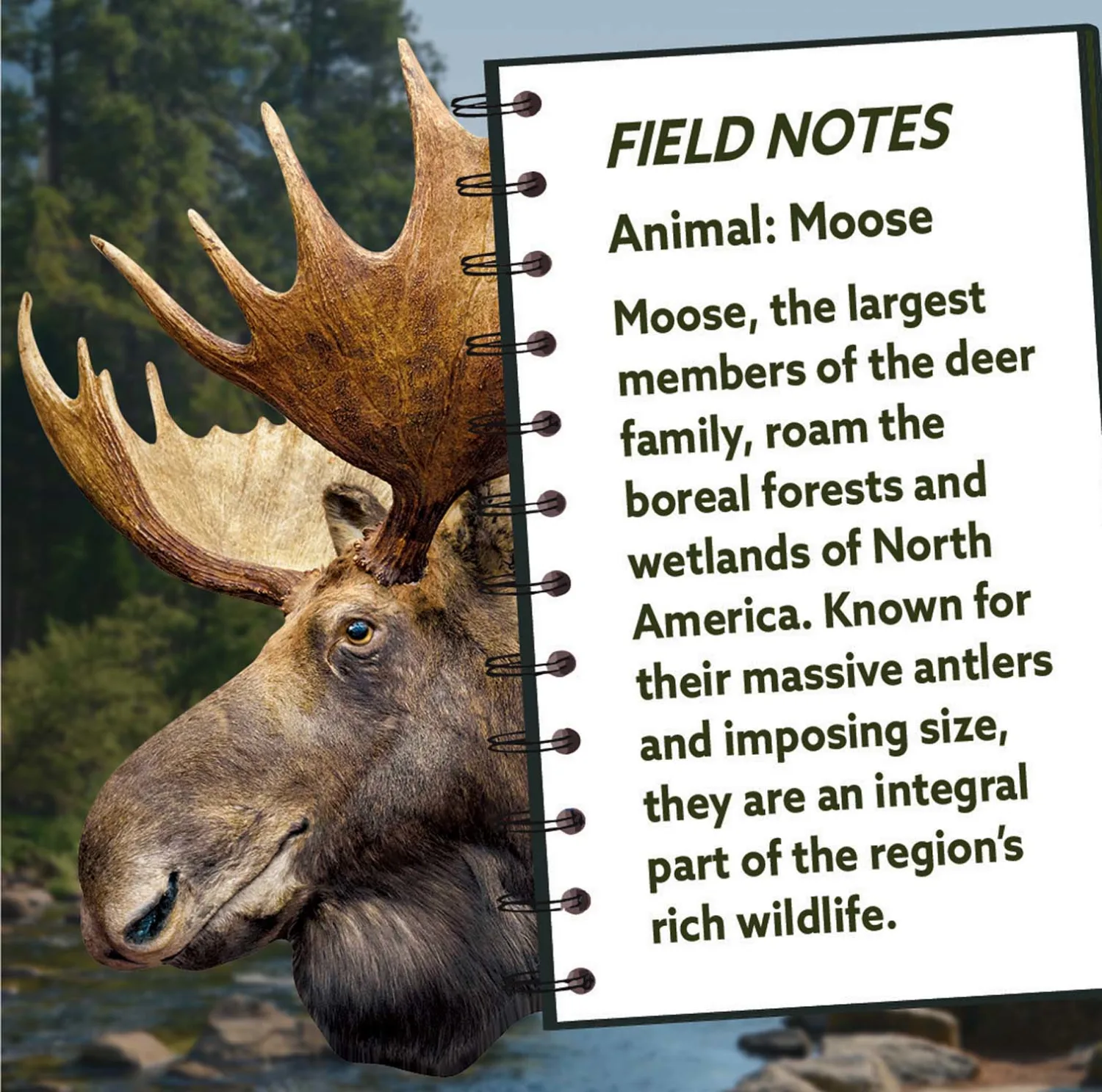 Moose