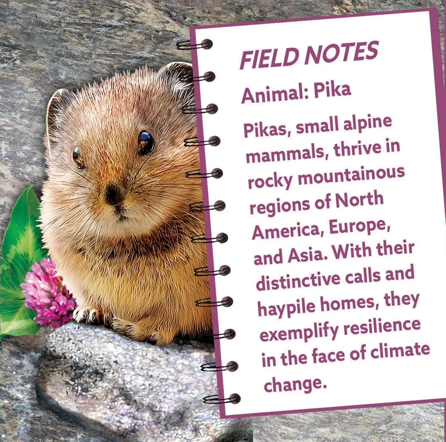 Pika