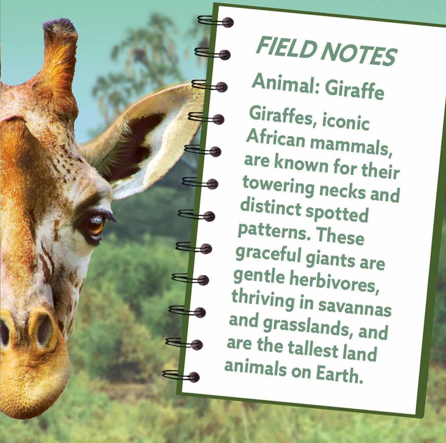 Giraffe