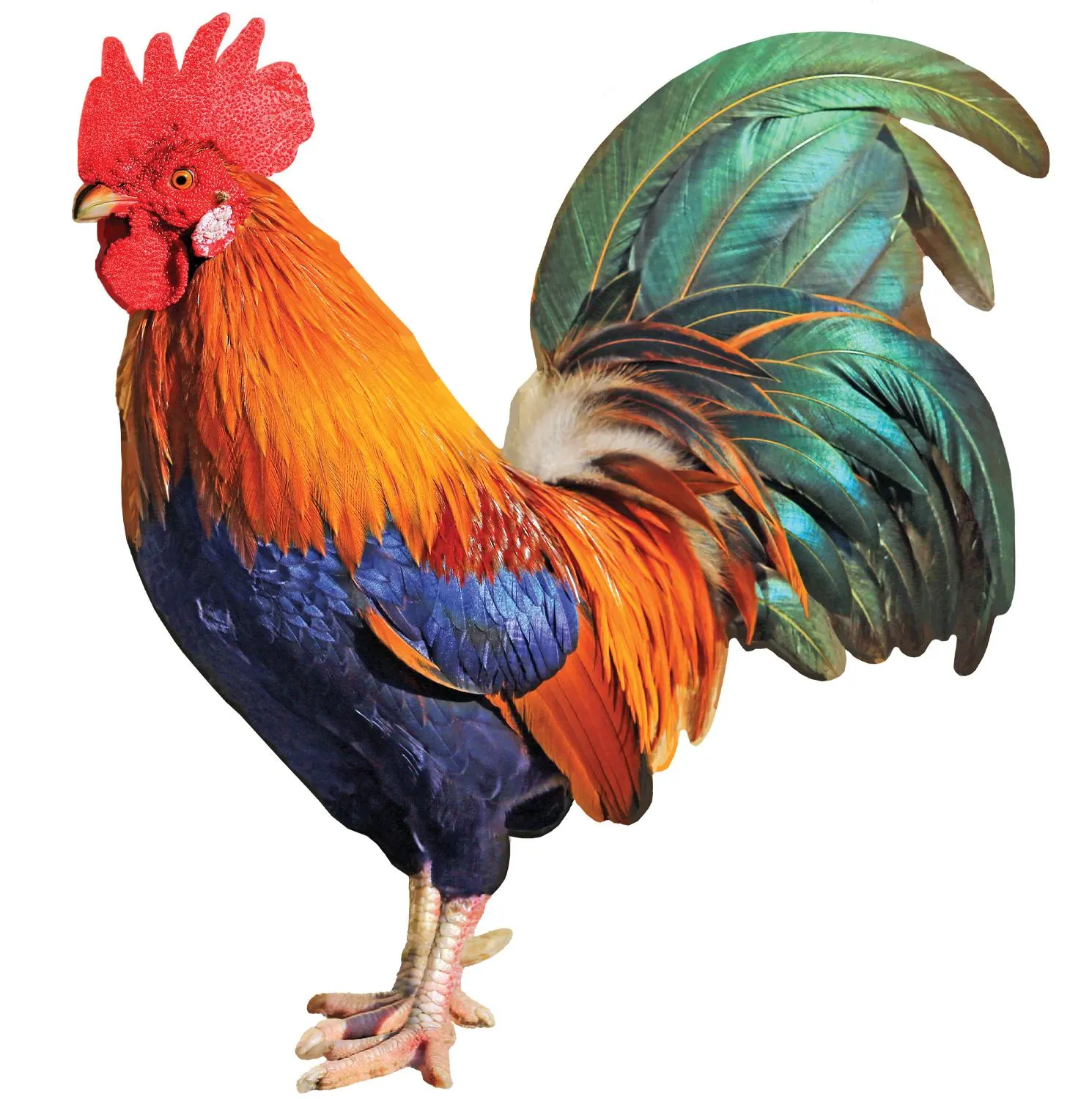 Rooster