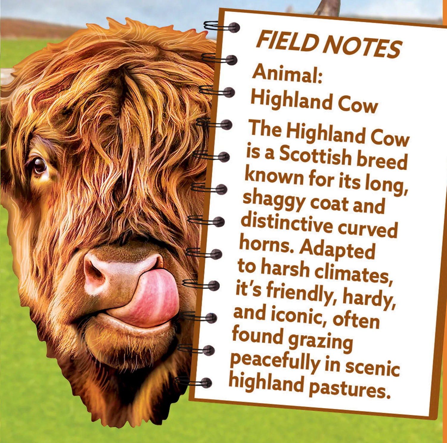 Highland Cow