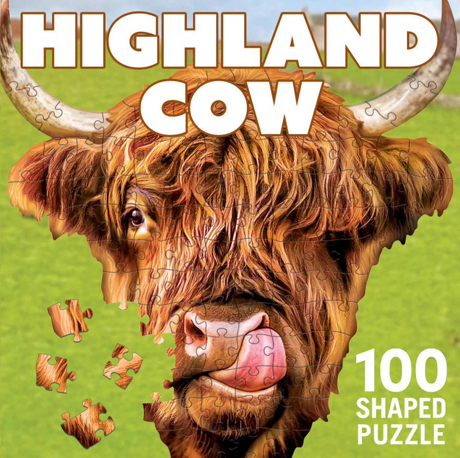 Highland Cow
