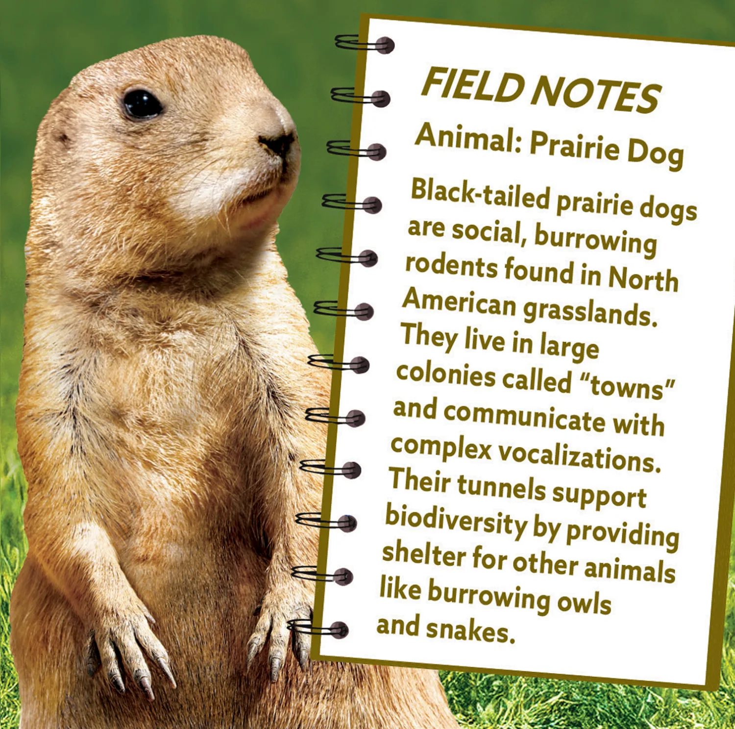 Prairie Dog