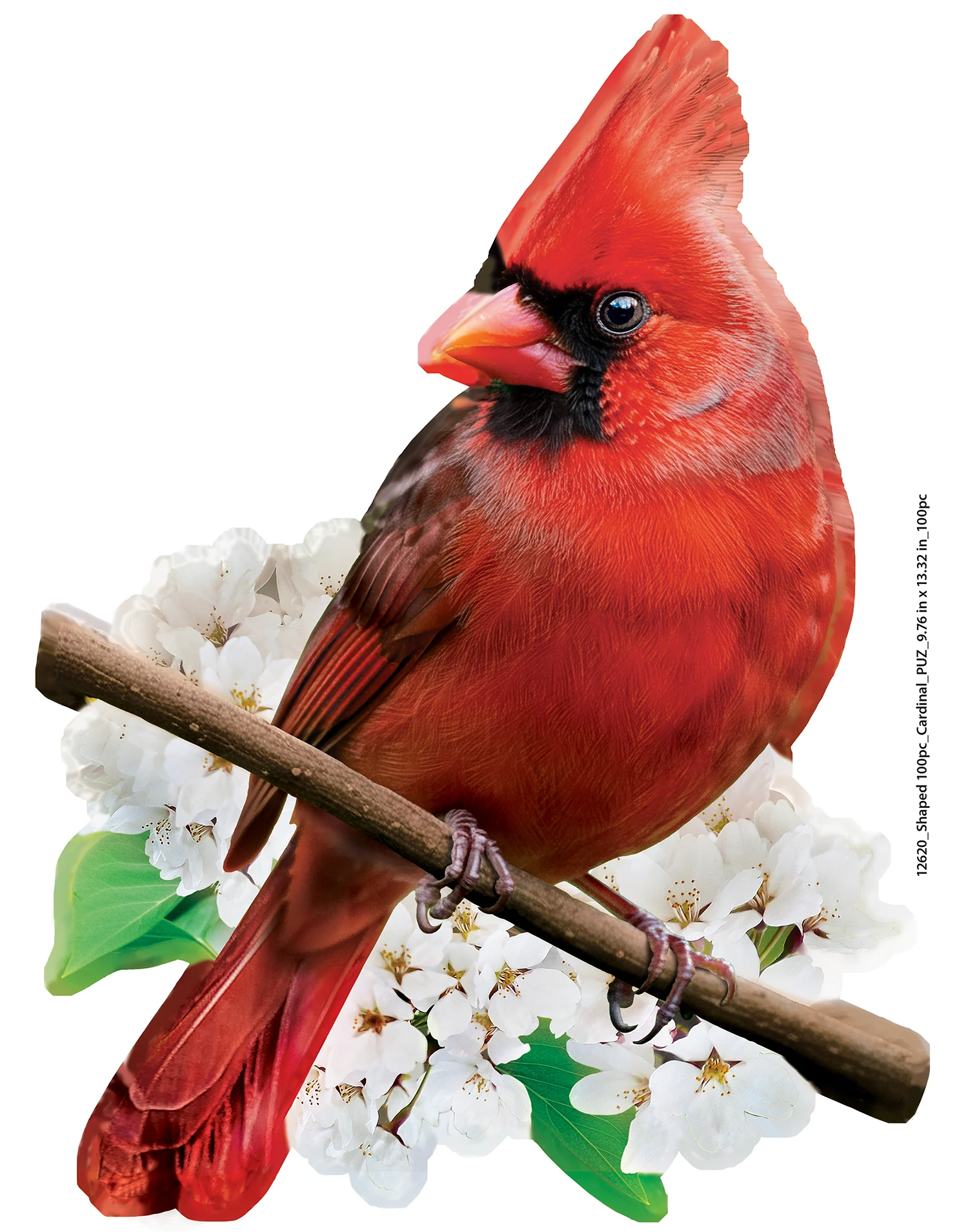 Cardinal