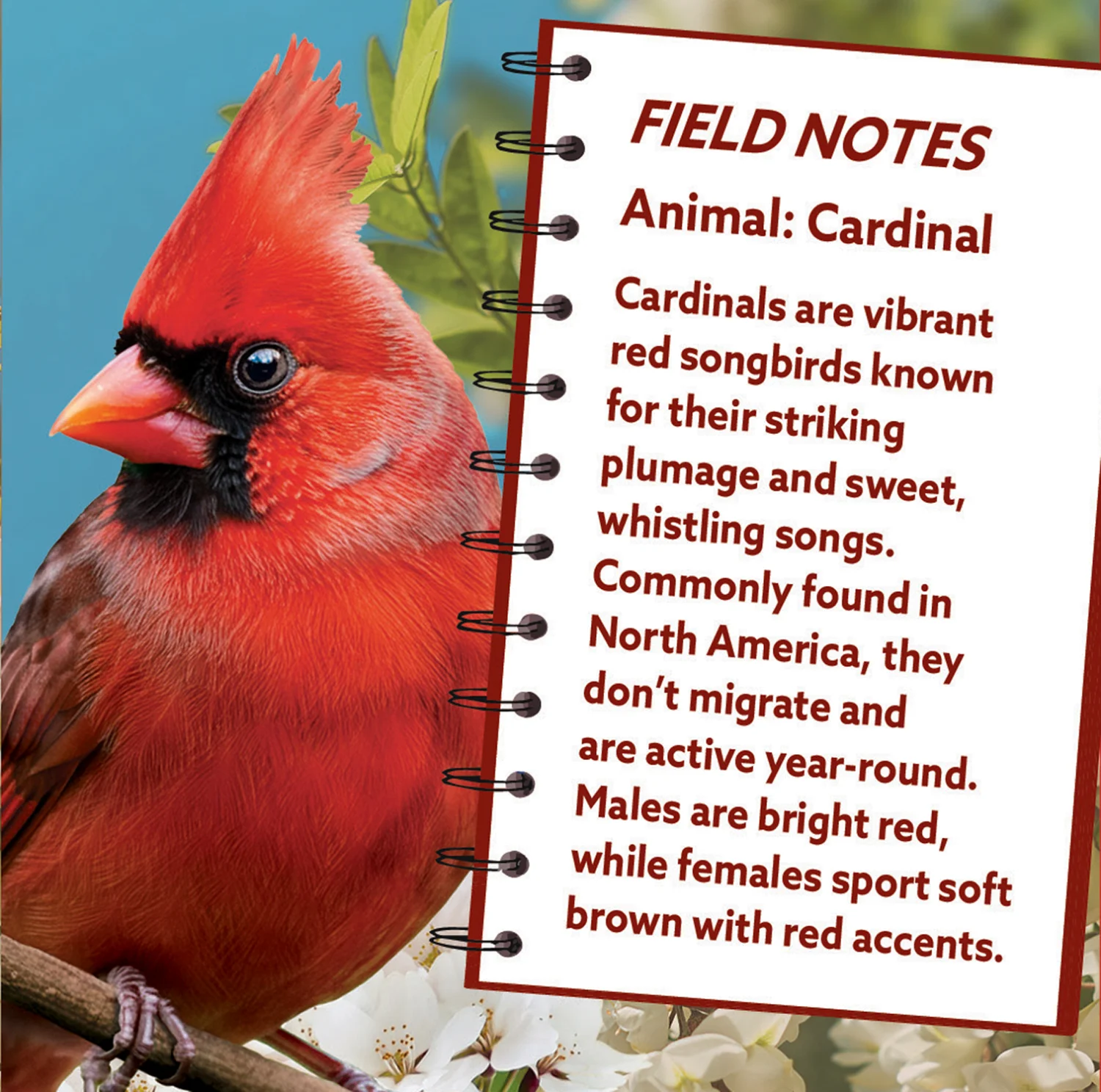 Cardinal