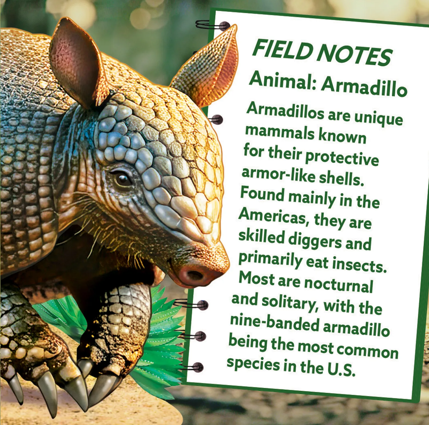 Armadillo