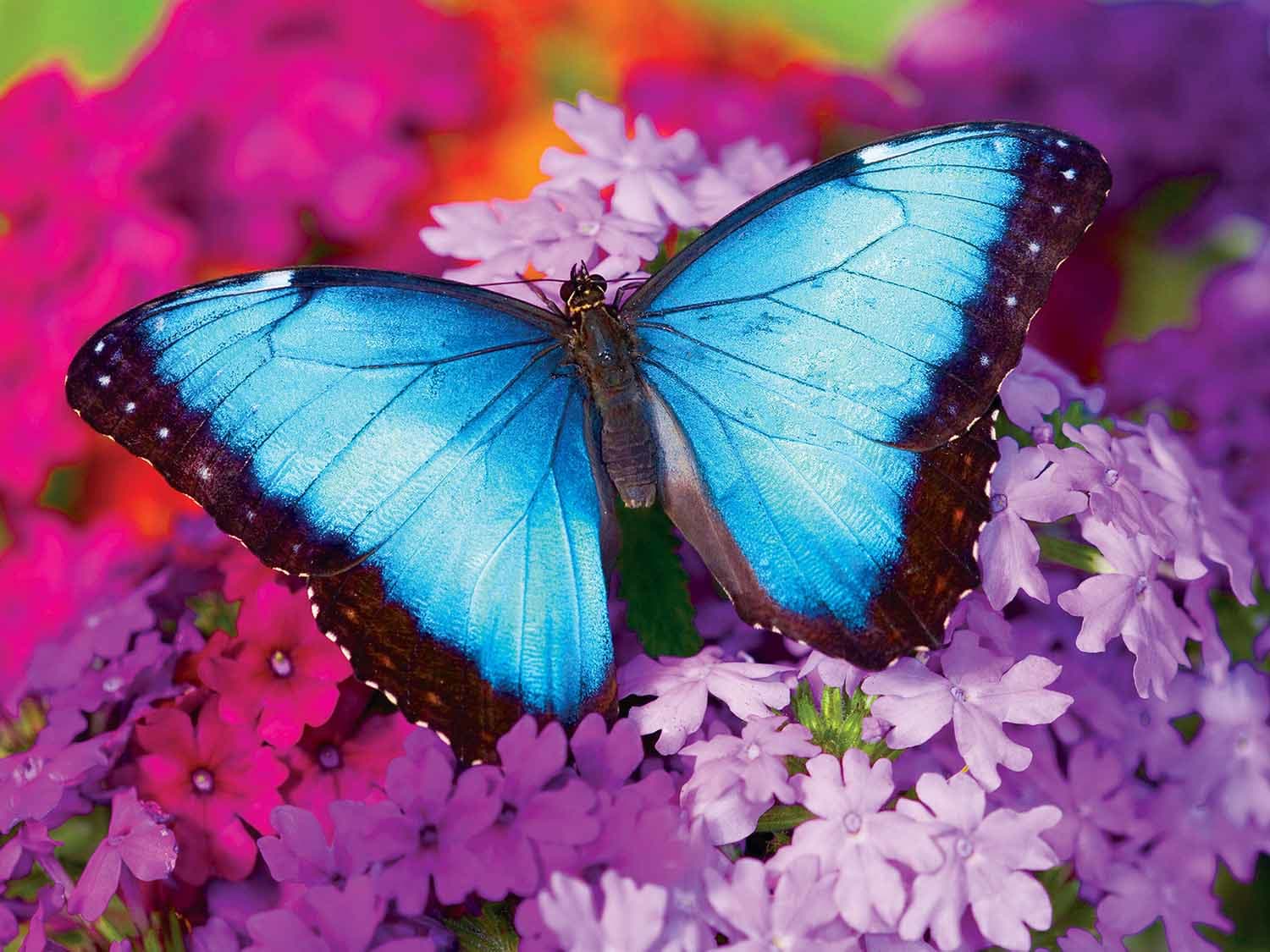 Iridescence Butterflies and Insects