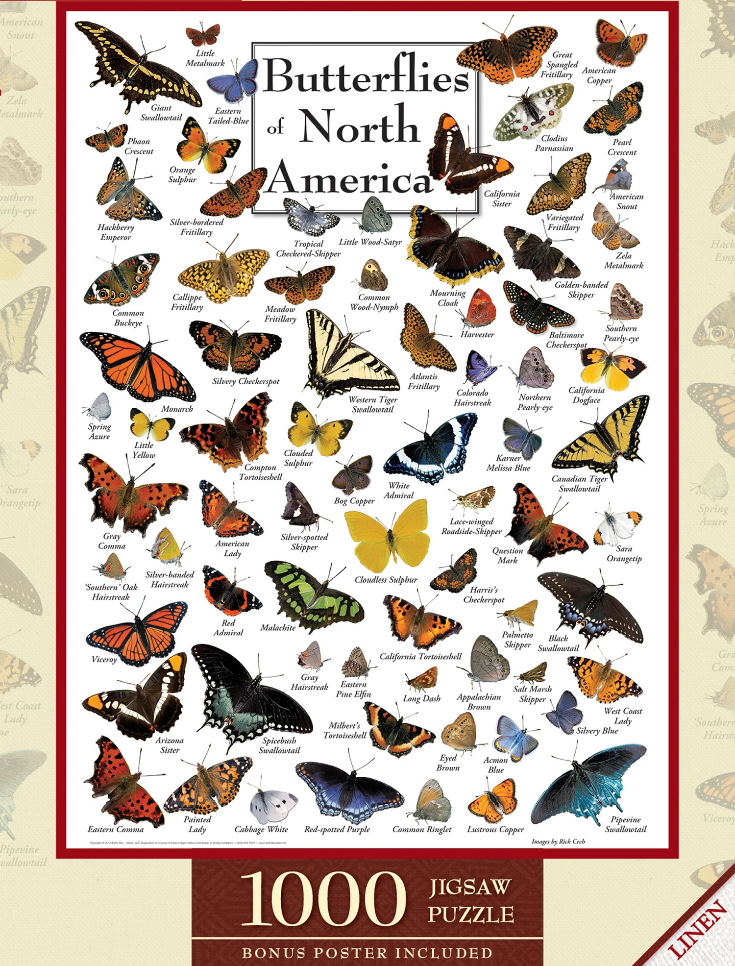 Butterflies of North America
