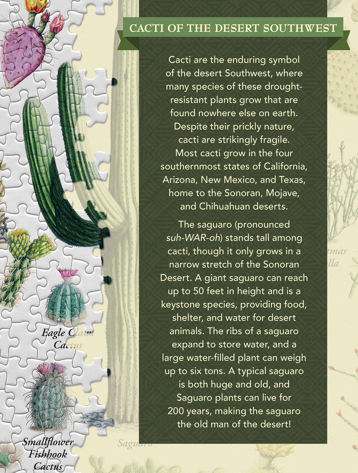 Cacti of the Desert Southwest
