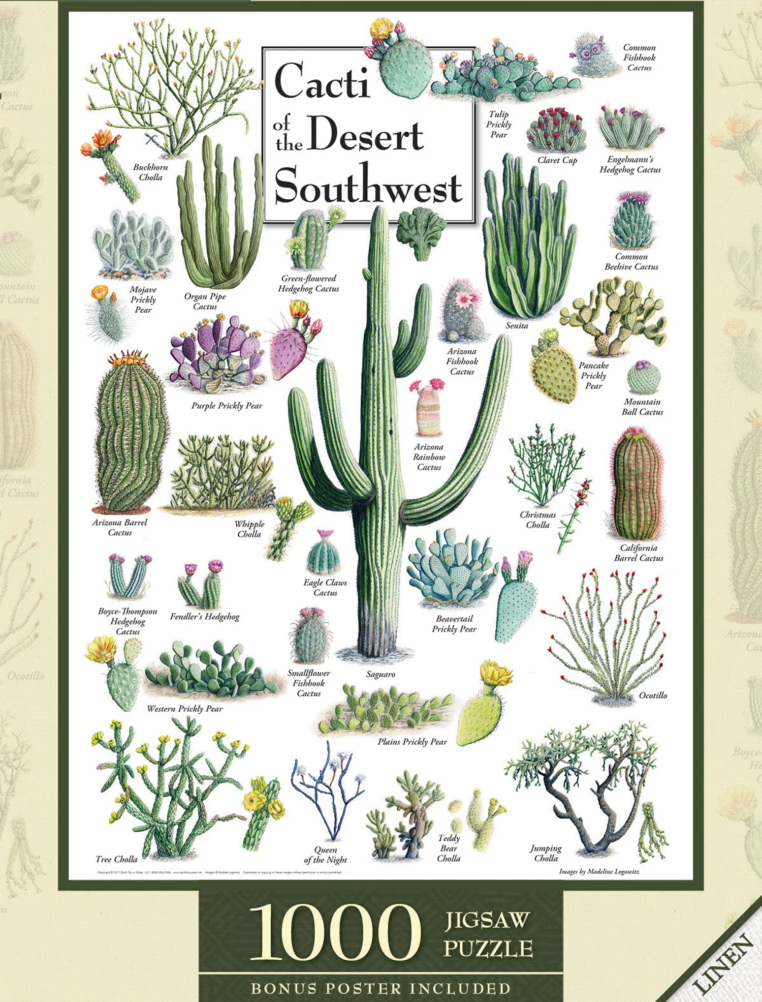 Cacti of the Desert Southwest