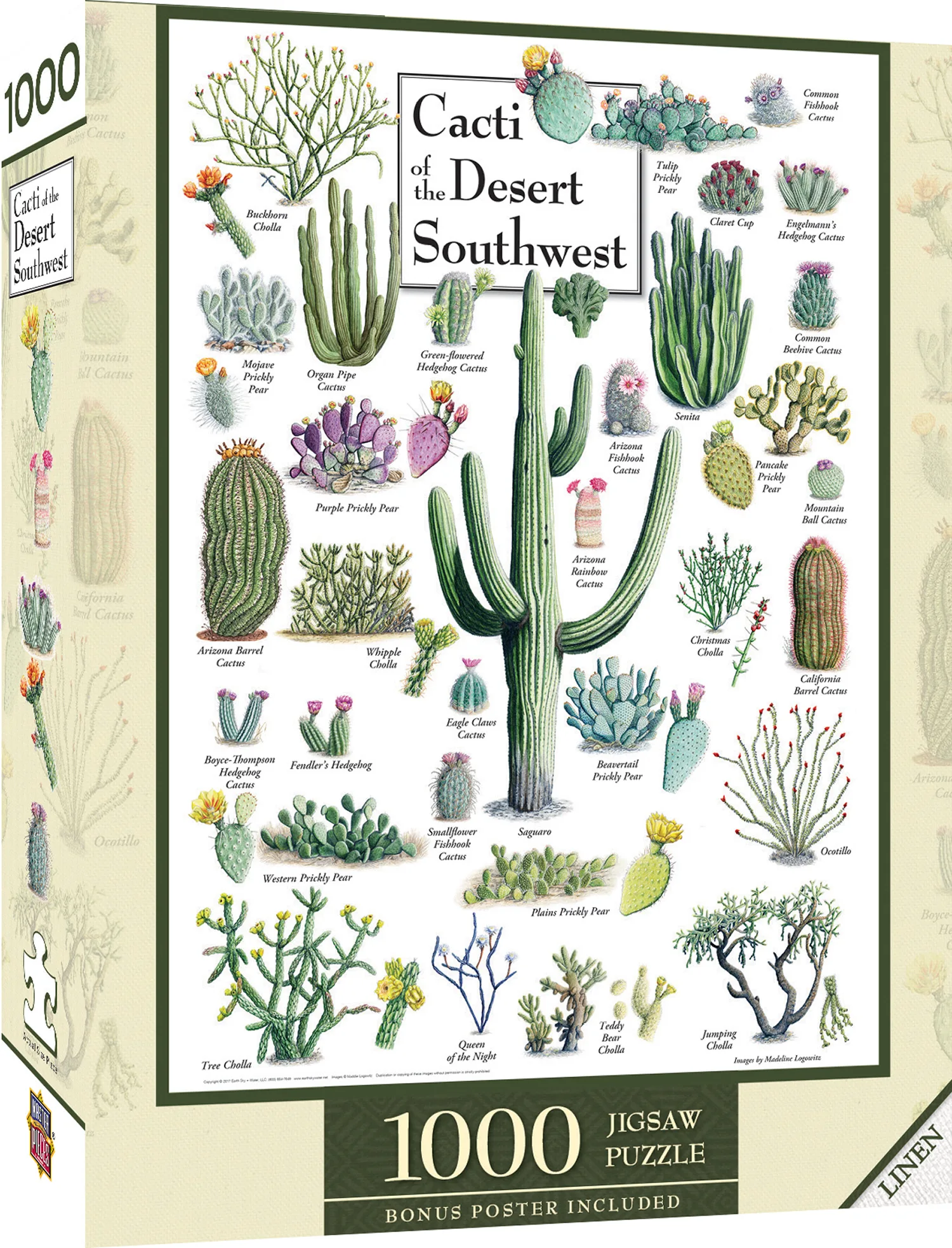 Cacti of the Desert Southwest