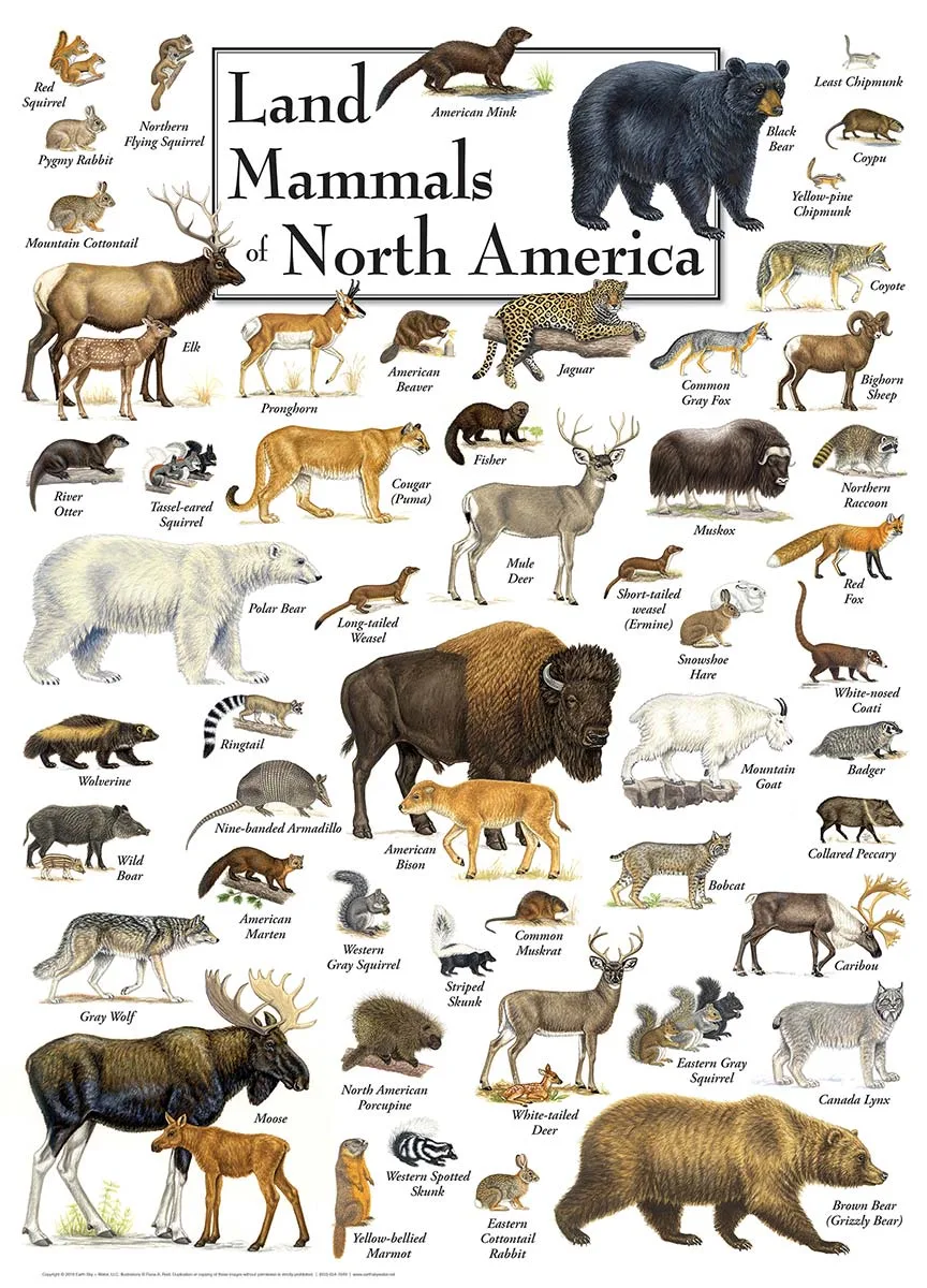 Land Mammals of North America Animals