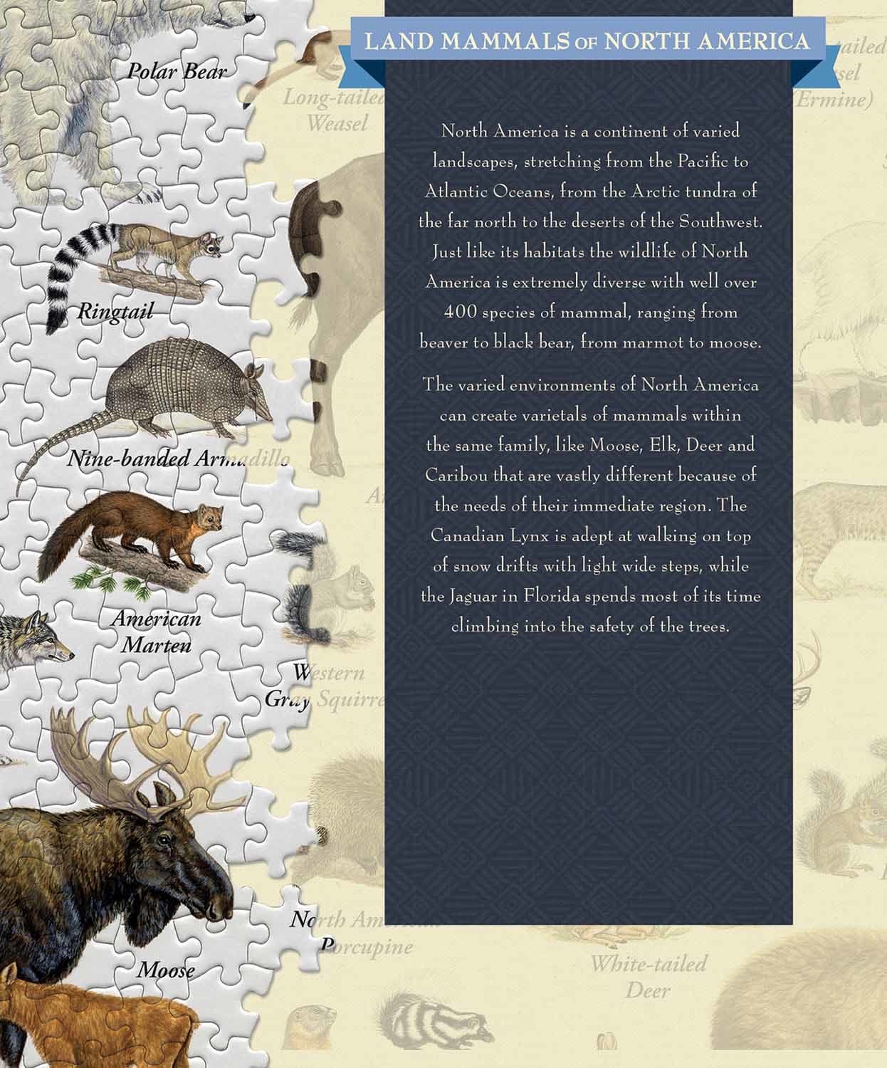Land Mammals of North America