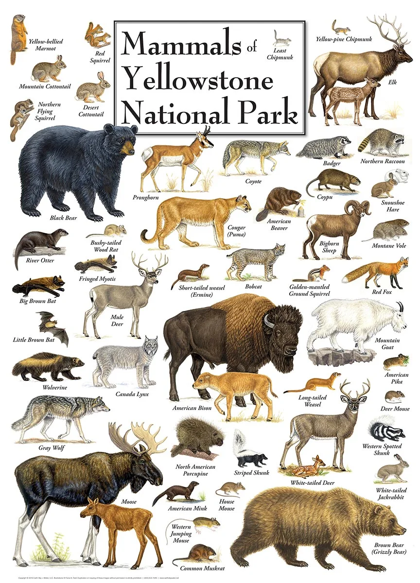 Mammals of Yellowstone National Park Forest Animal