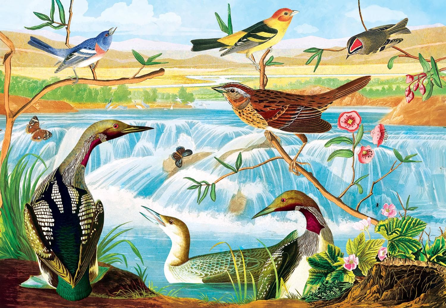 Signature - Audubon Birds