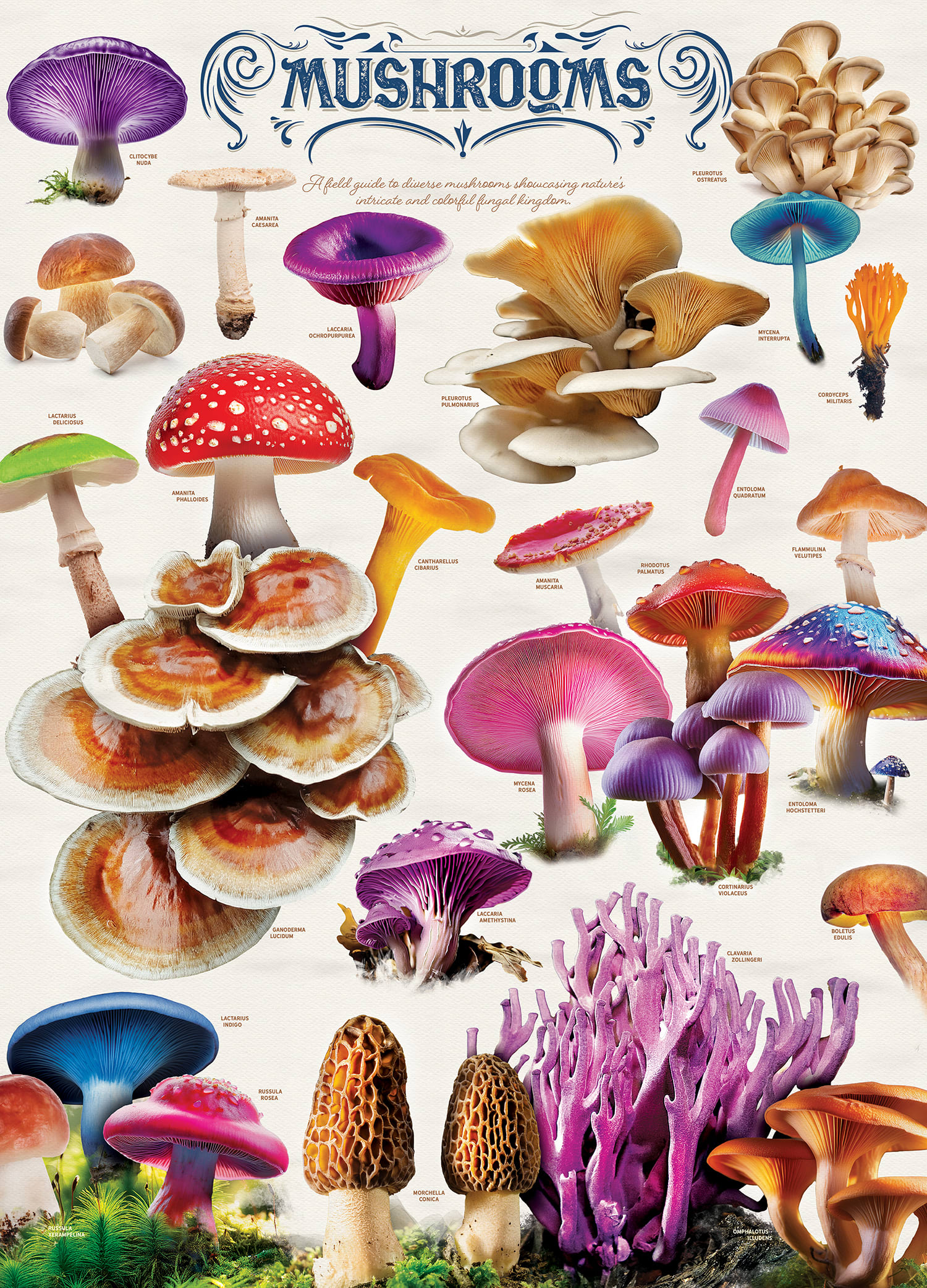Field Guide - Mushrooms