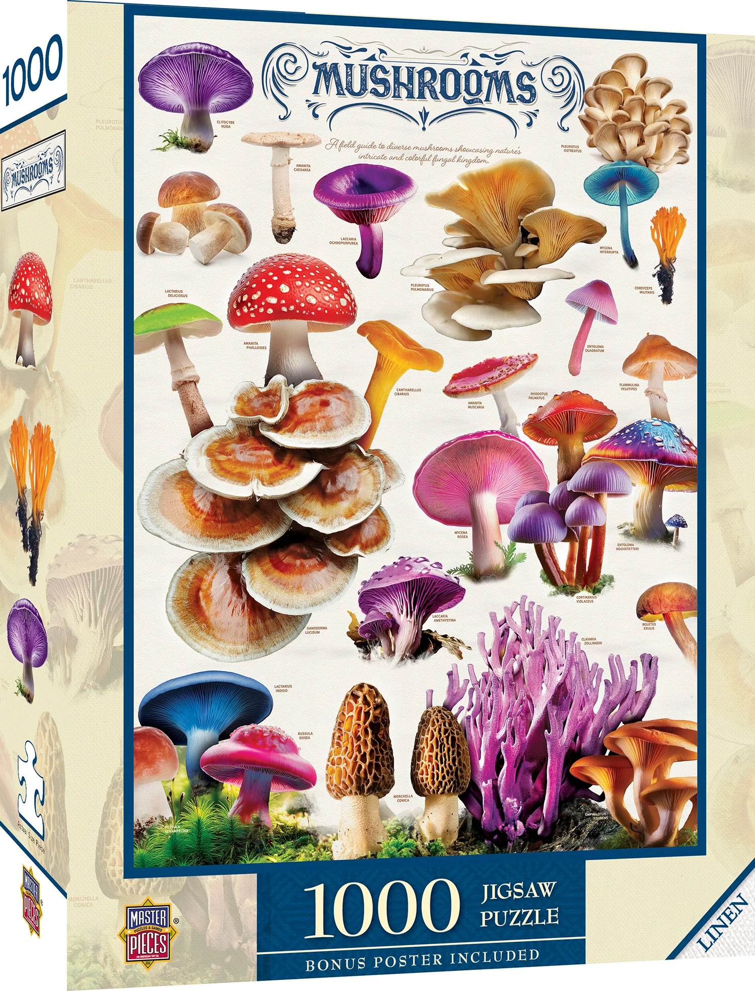 Field Guide - Mushrooms