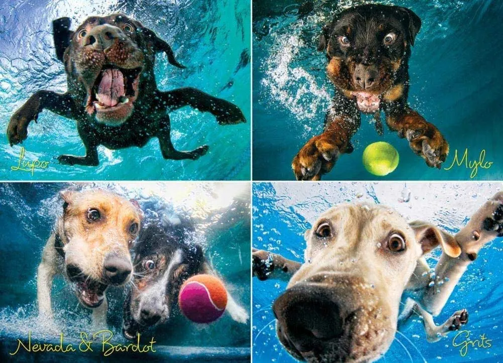 Underwater Dogs:  Splash Dogs