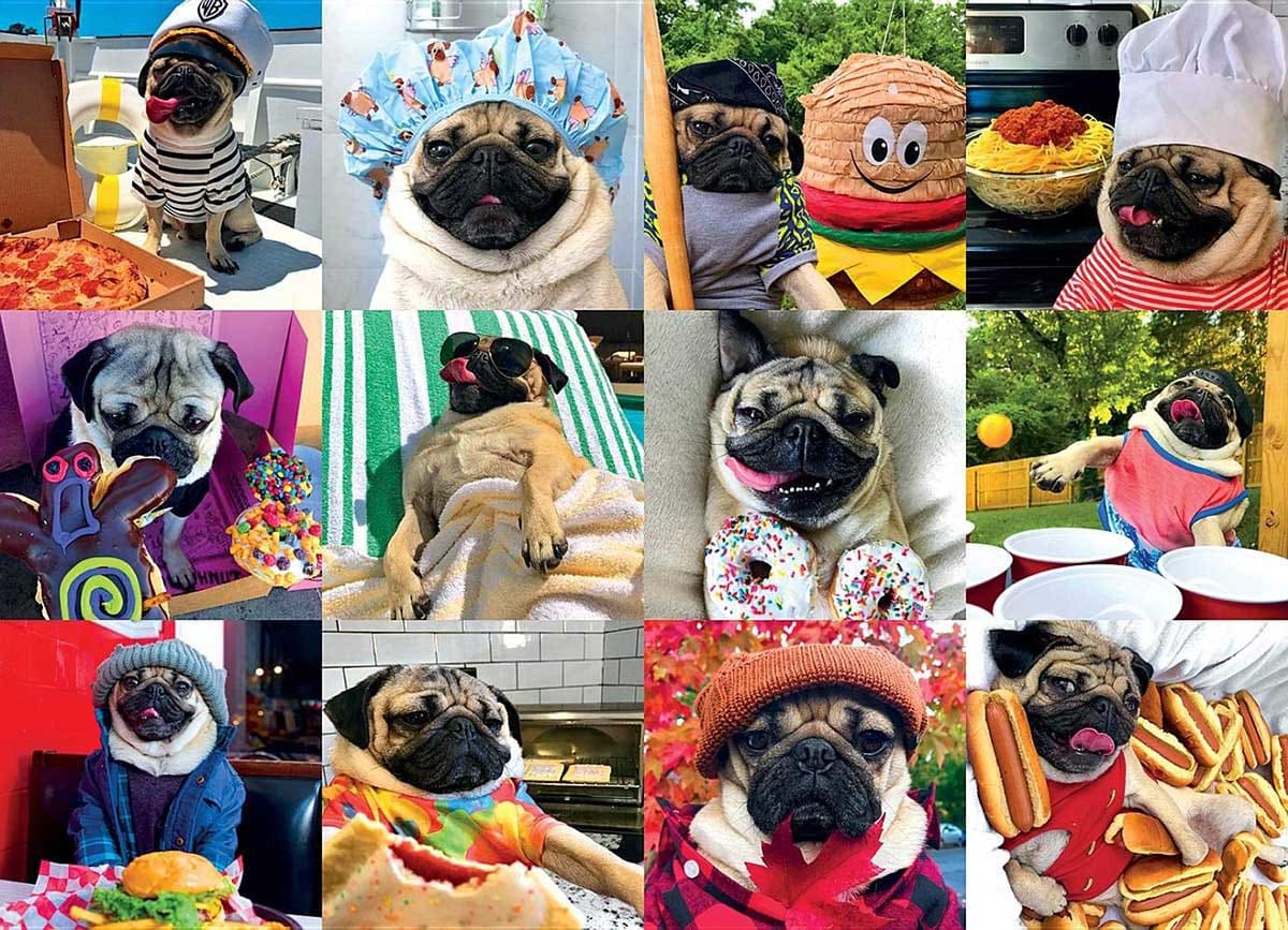 Doug the Pug: Pug Life Dogs