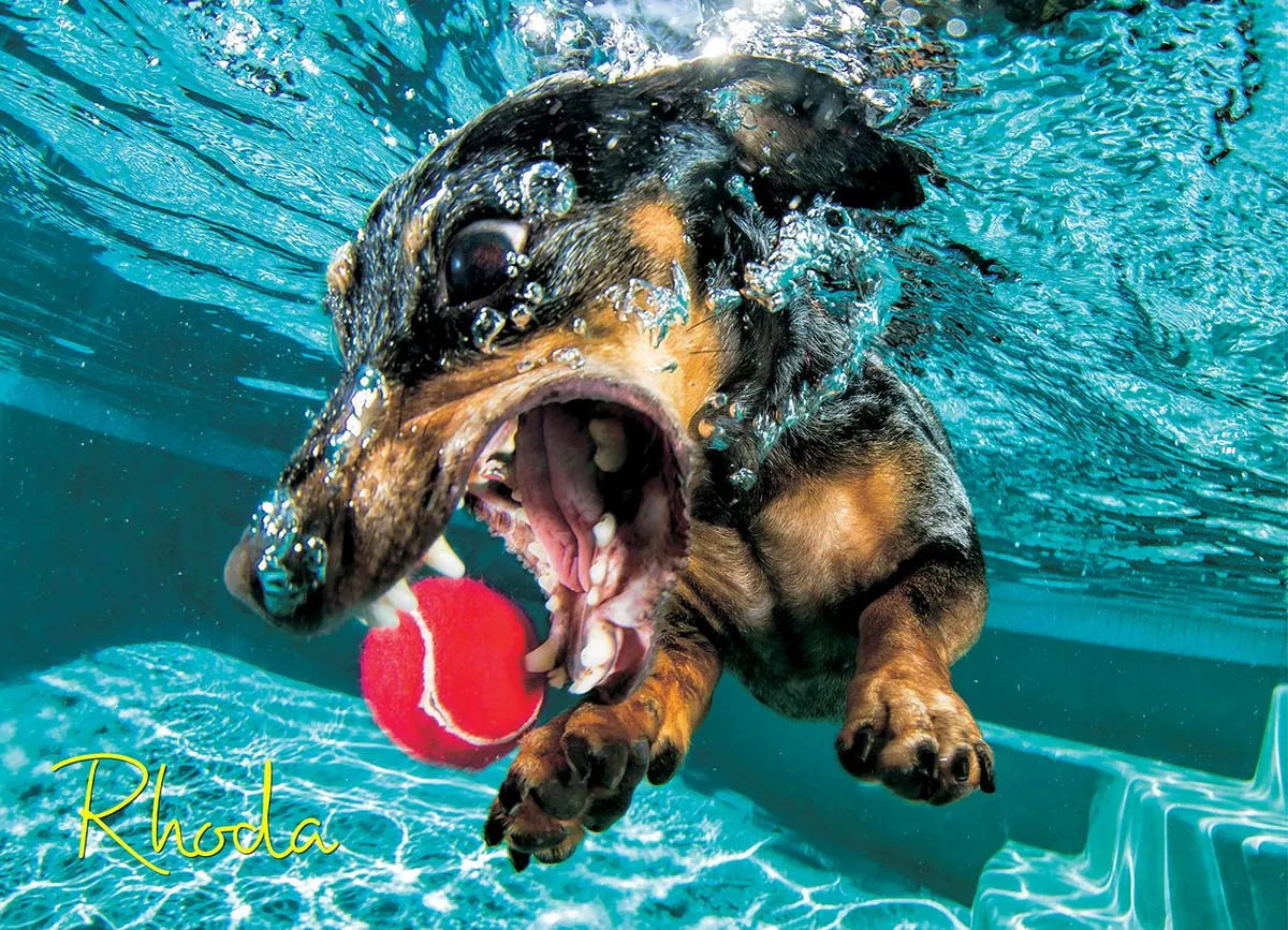 Underwater Dogs:  Rhoda Dogs
