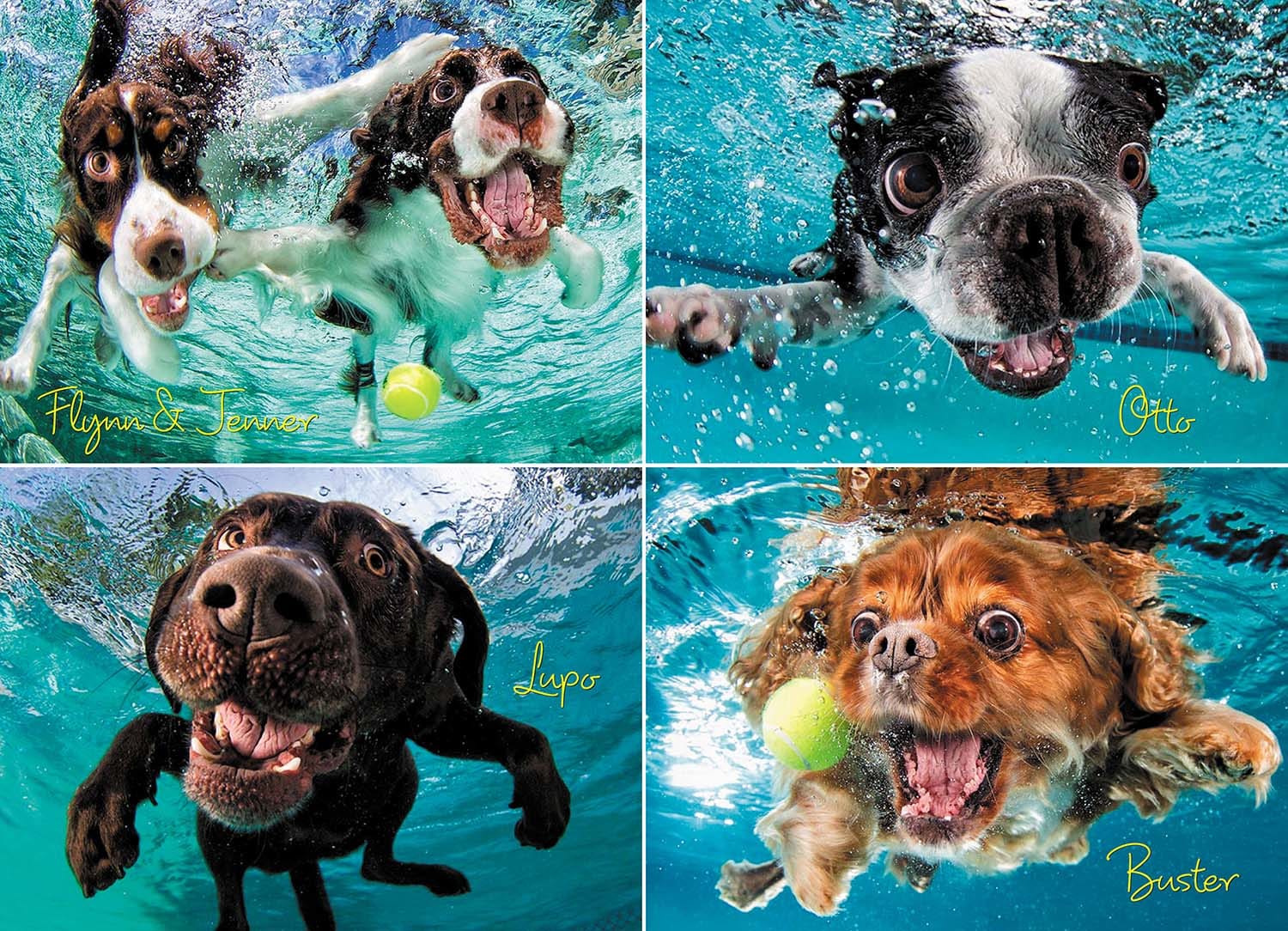 Underwater Dogs: Ruff Water Dogs