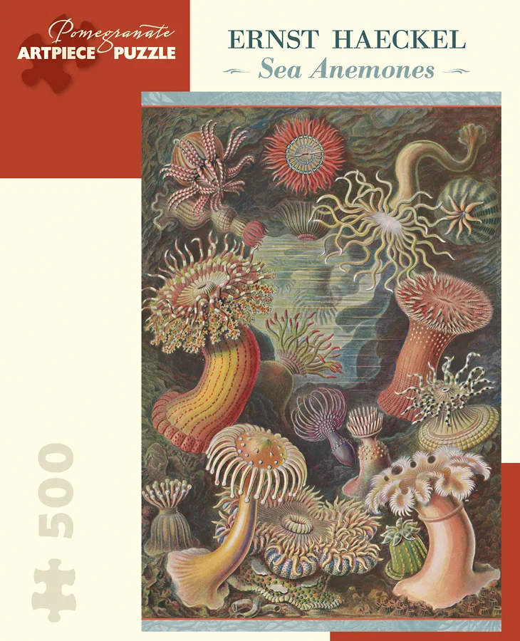 Sea Anemones Sea Life