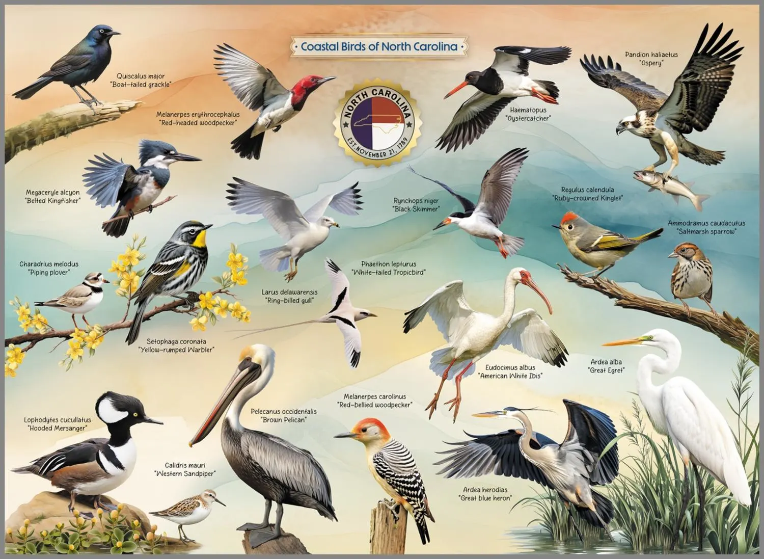 Coastal Birds of North Carolina