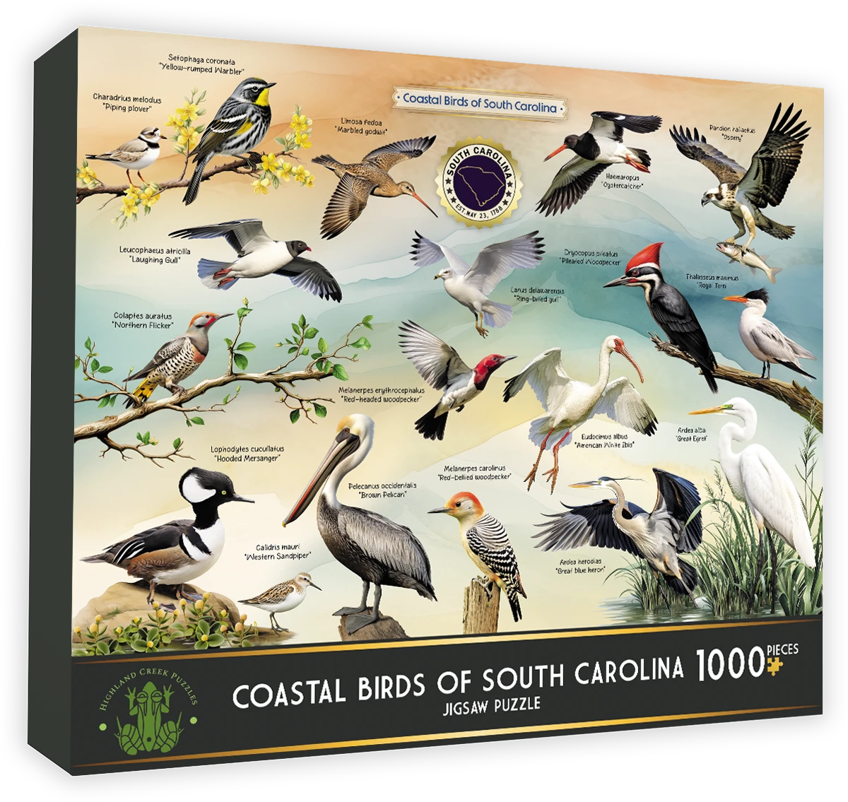 Coastal Birds of South Carolina Birds