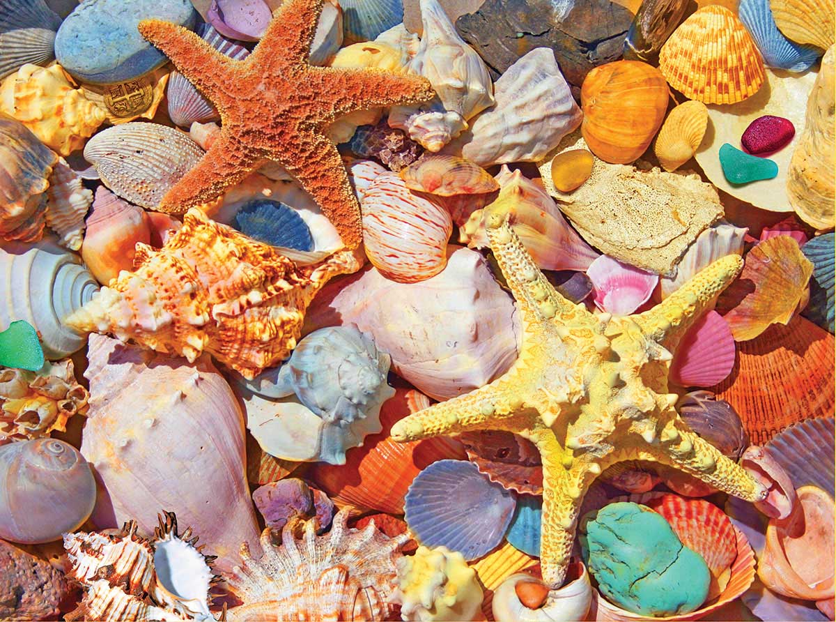 Beach Shells Beach & Ocean Jigsaw Puzzle
