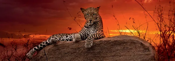 Red Dawn Jungle Animals