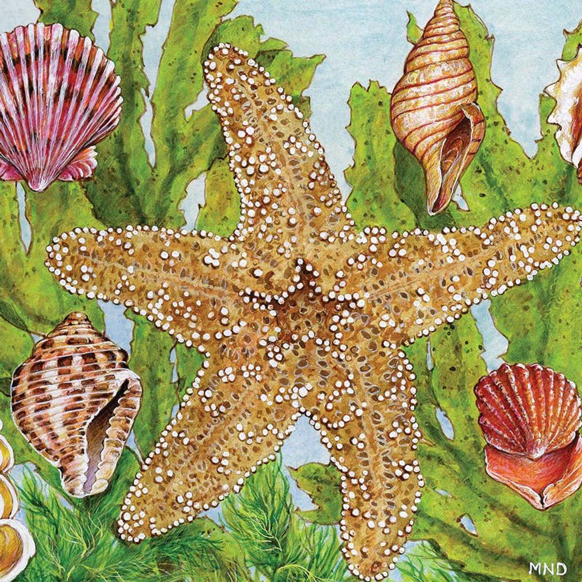 Starfish Kelp Summer