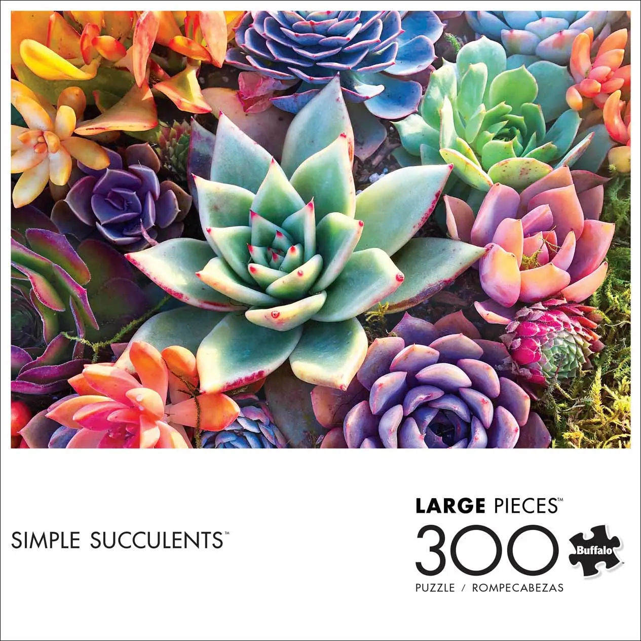 Simple Succulents - Scratch and Dent