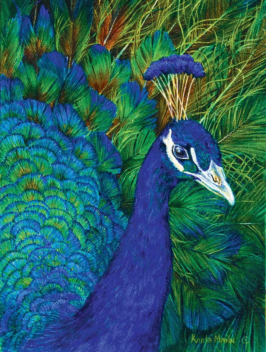 Peacock Birds