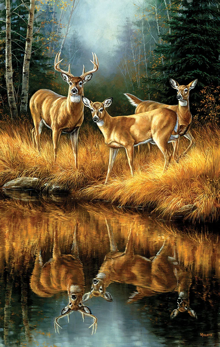 Whitetail Reflections Animals